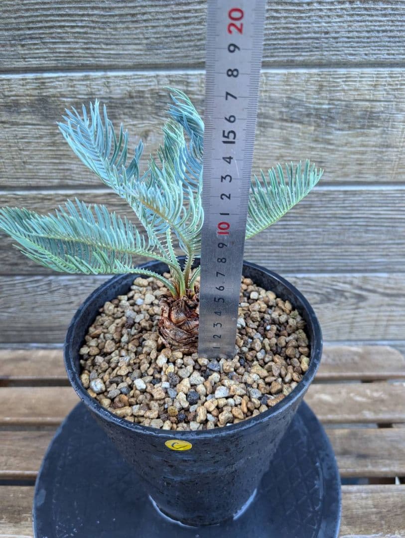 ベストセレクション サイカス カイルンシアナ 当社最高級 スーパーブルードワーフ