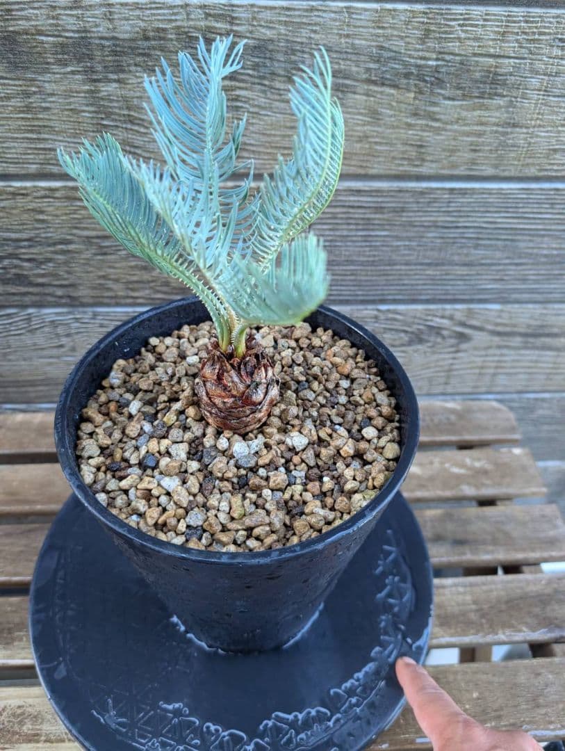 ベストセレクション サイカス カイルンシアナ 当社最高級 スーパーブルードワーフ