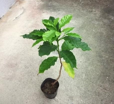コーヒーの木　苗　観葉植物　コーヒーノキ