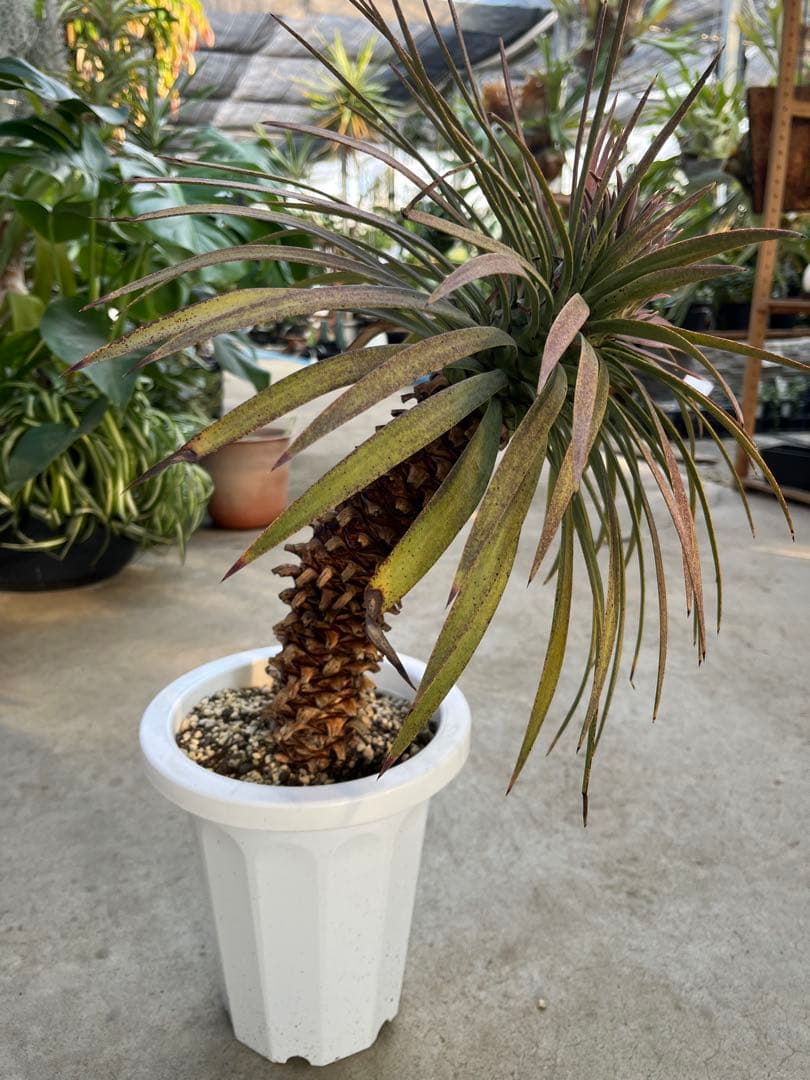 ユッカ　デスメティアーナ　2頭　曲がり