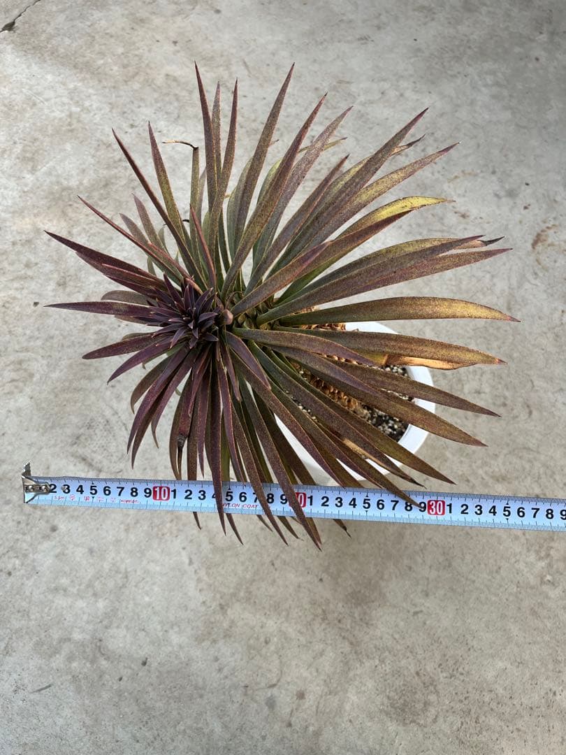 ユッカ　デスメティアーナ　2頭　曲がり