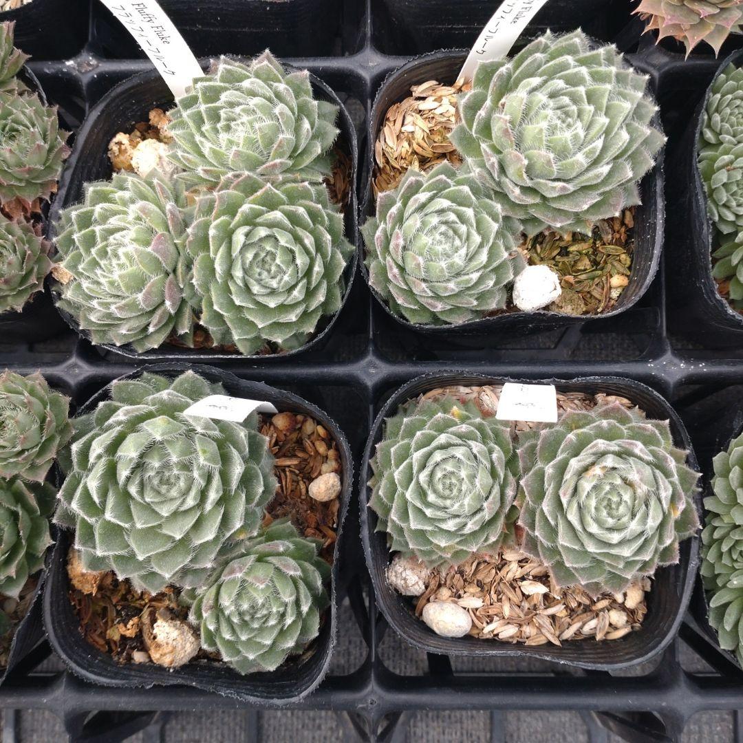 1ポット410円〜 センペルビウム26年1月 その1