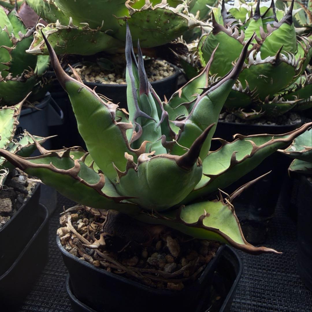 親株 アガベ ハイブリッド キシロナカンサ × コロラータ agave キシコロ