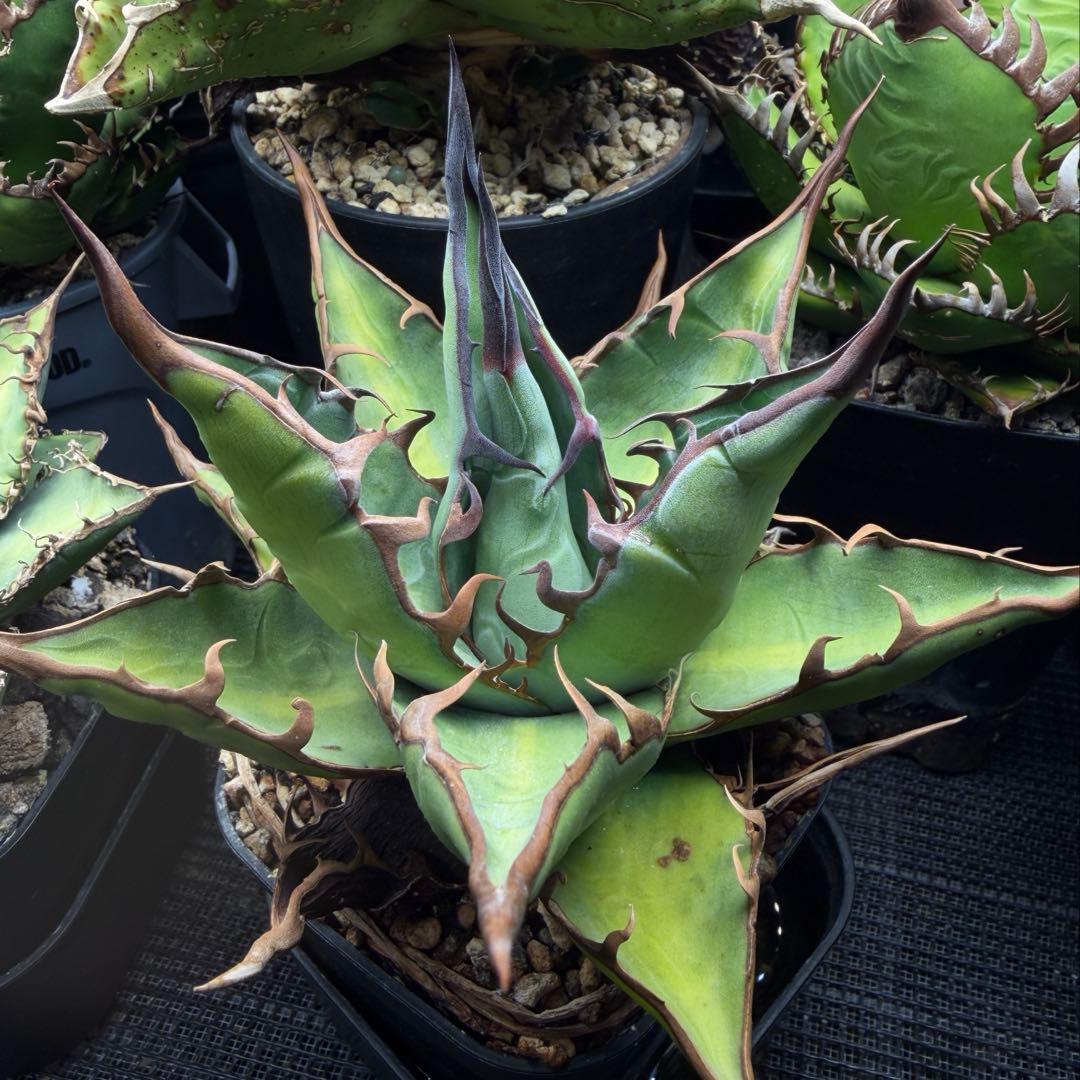 親株 アガベ ハイブリッド キシロナカンサ × コロラータ agave キシコロ