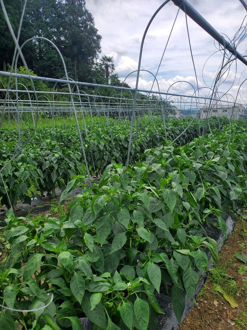 スチール製トンネル支柱 2m