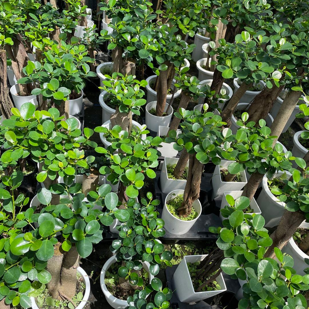 パンダガジュマル　ご希望の商品を選べます  ①