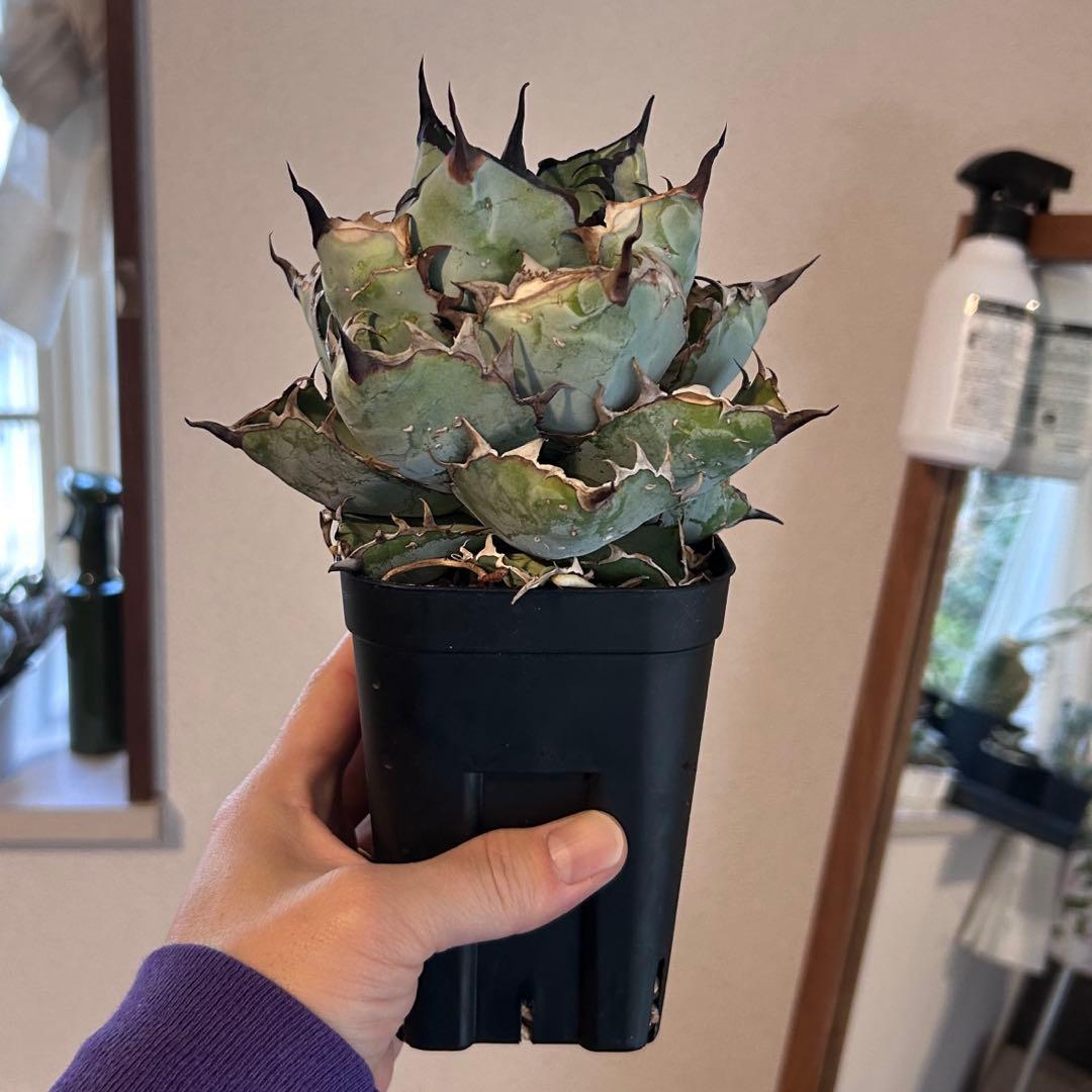 アガベ　チタノタ　台湾産　ブラックアンドブルー