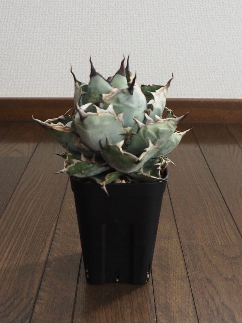 アガベ　チタノタ　台湾産　ブラックアンドブルー