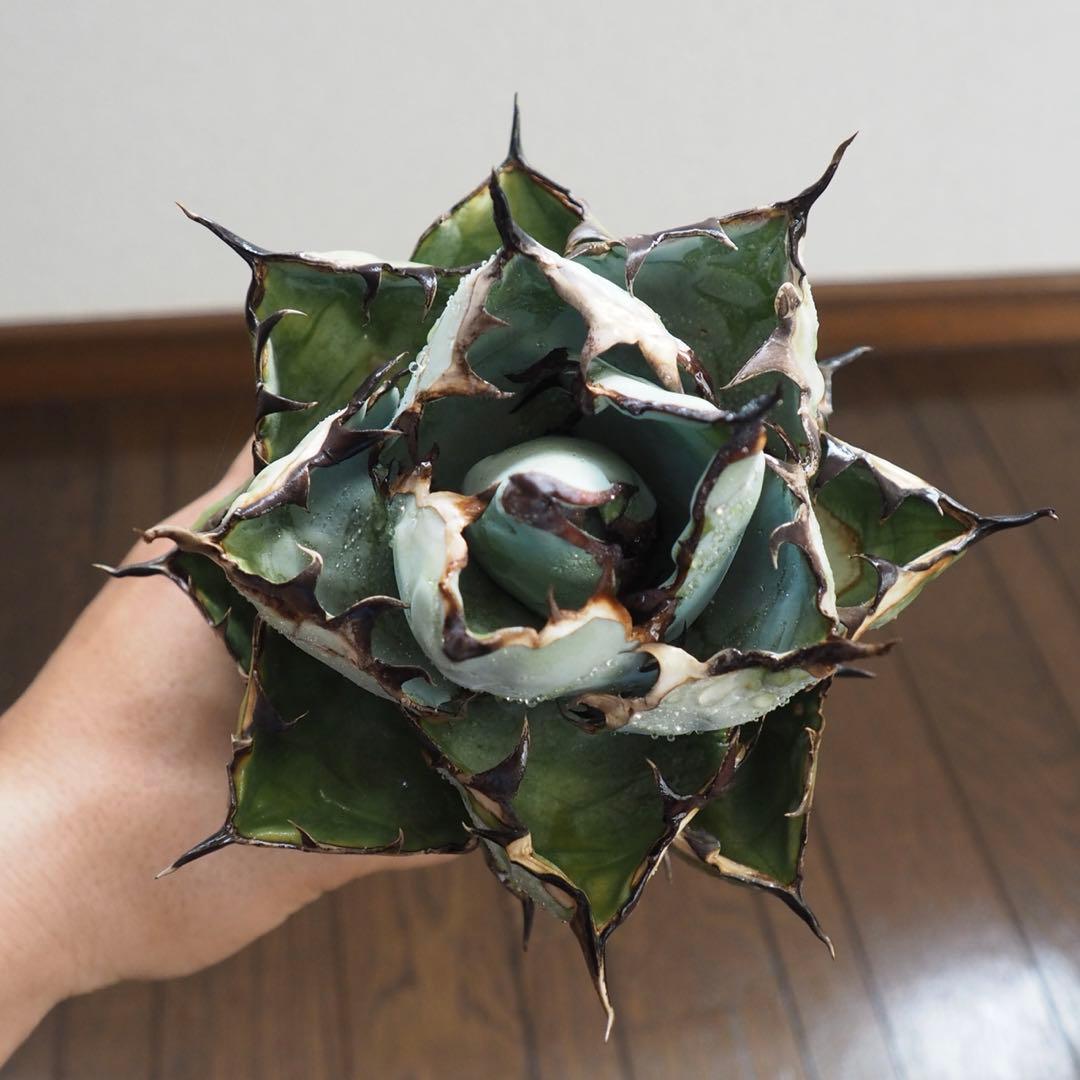 アガベ　チタノタ　台湾産　ブラックアンドブルー