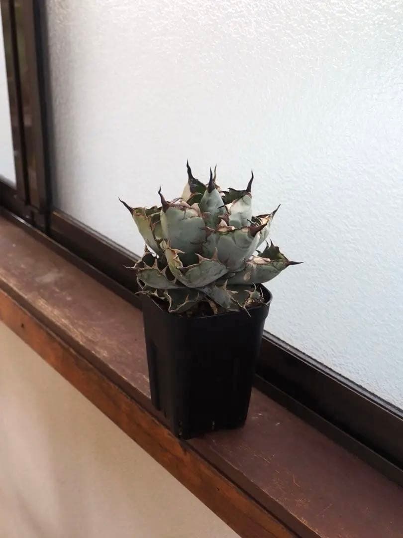 アガベ　チタノタ　台湾産　ブラックアンドブルー