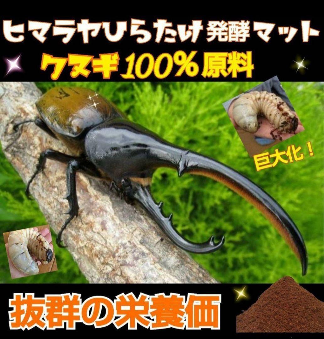 カブトムシ幼虫が大きくなる！発酵マット【たっぷり100リットル】雑虫わかない！