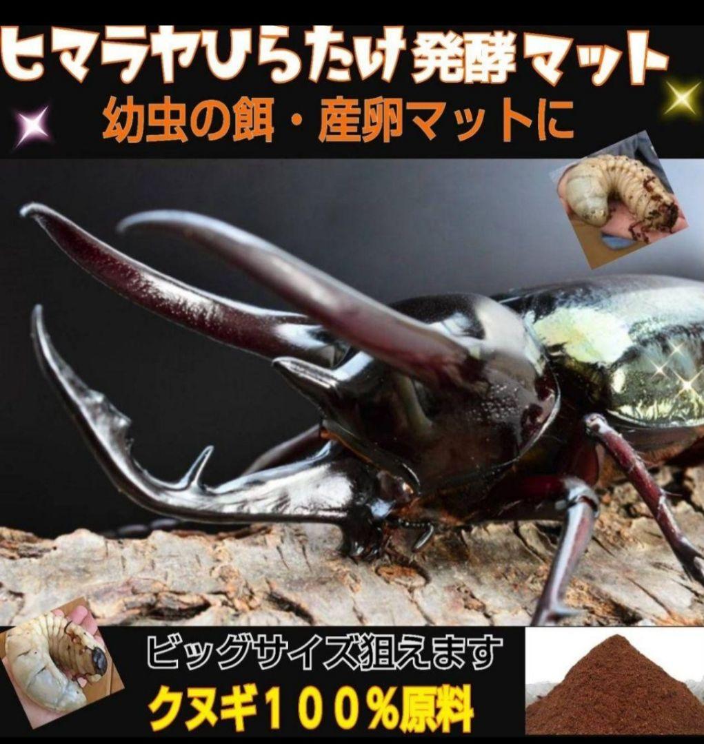 カブトムシ幼虫が大きくなる！発酵マット【たっぷり100リットル】雑虫わかない！