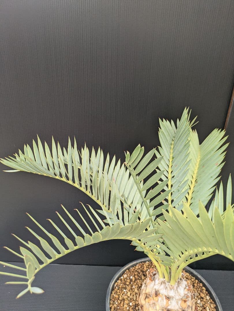 エンセファラルトス プリンセプス 特大 丸々 葉多数 送料無料