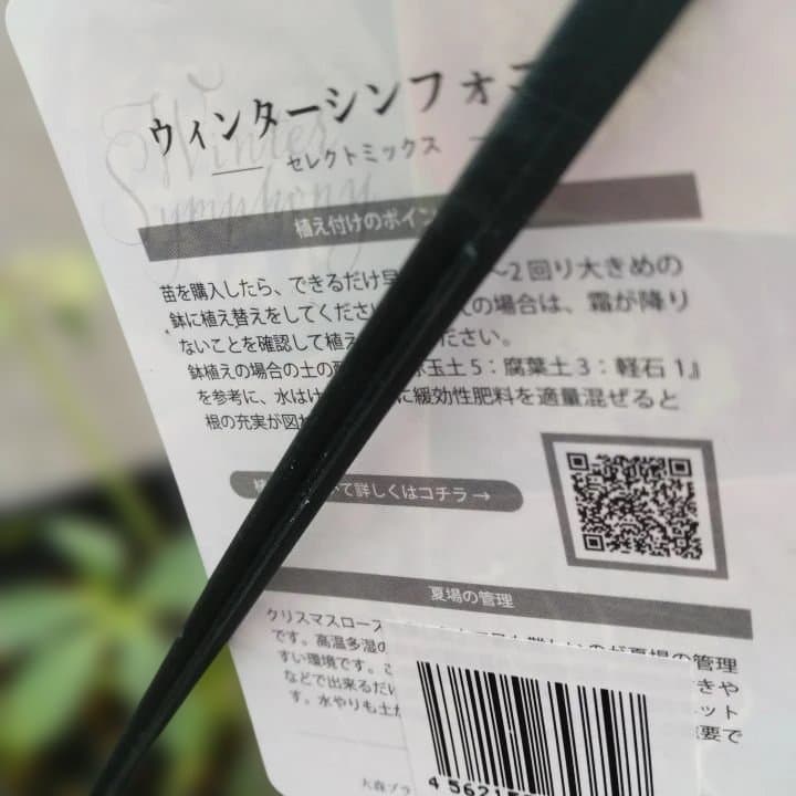 大森プランツ。ウインターシンフオニー。ヘレボルス 苗 No21番