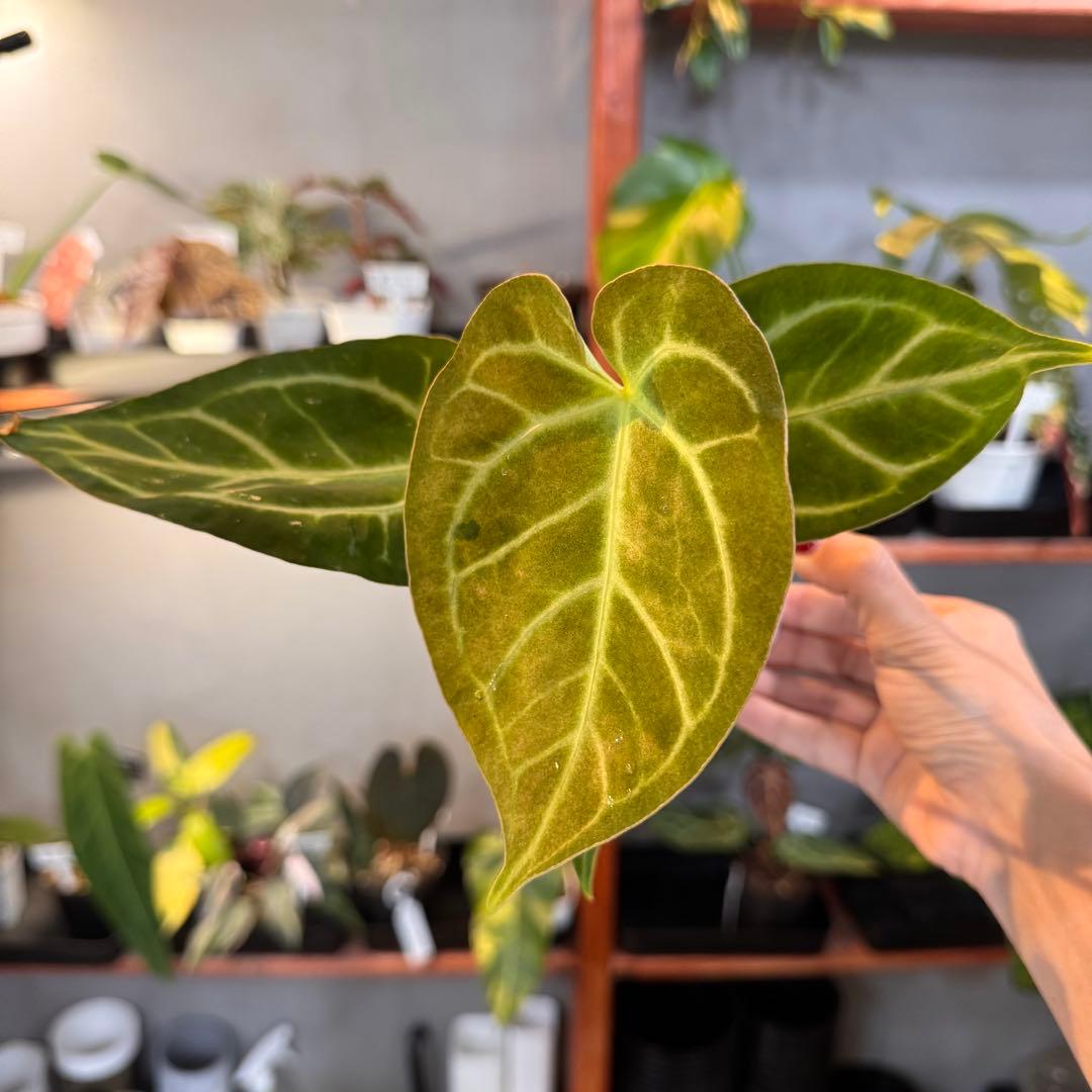 65 アンスリウム　クリスタリナム　ハイブリッド　斑入り　激レア抹茶斑　ミント斑