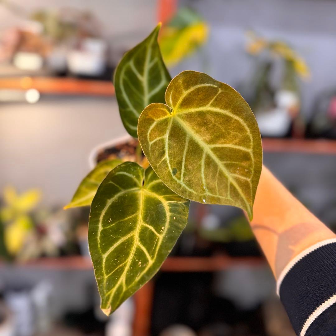 65 アンスリウム　クリスタリナム　ハイブリッド　斑入り　激レア抹茶斑　ミント斑