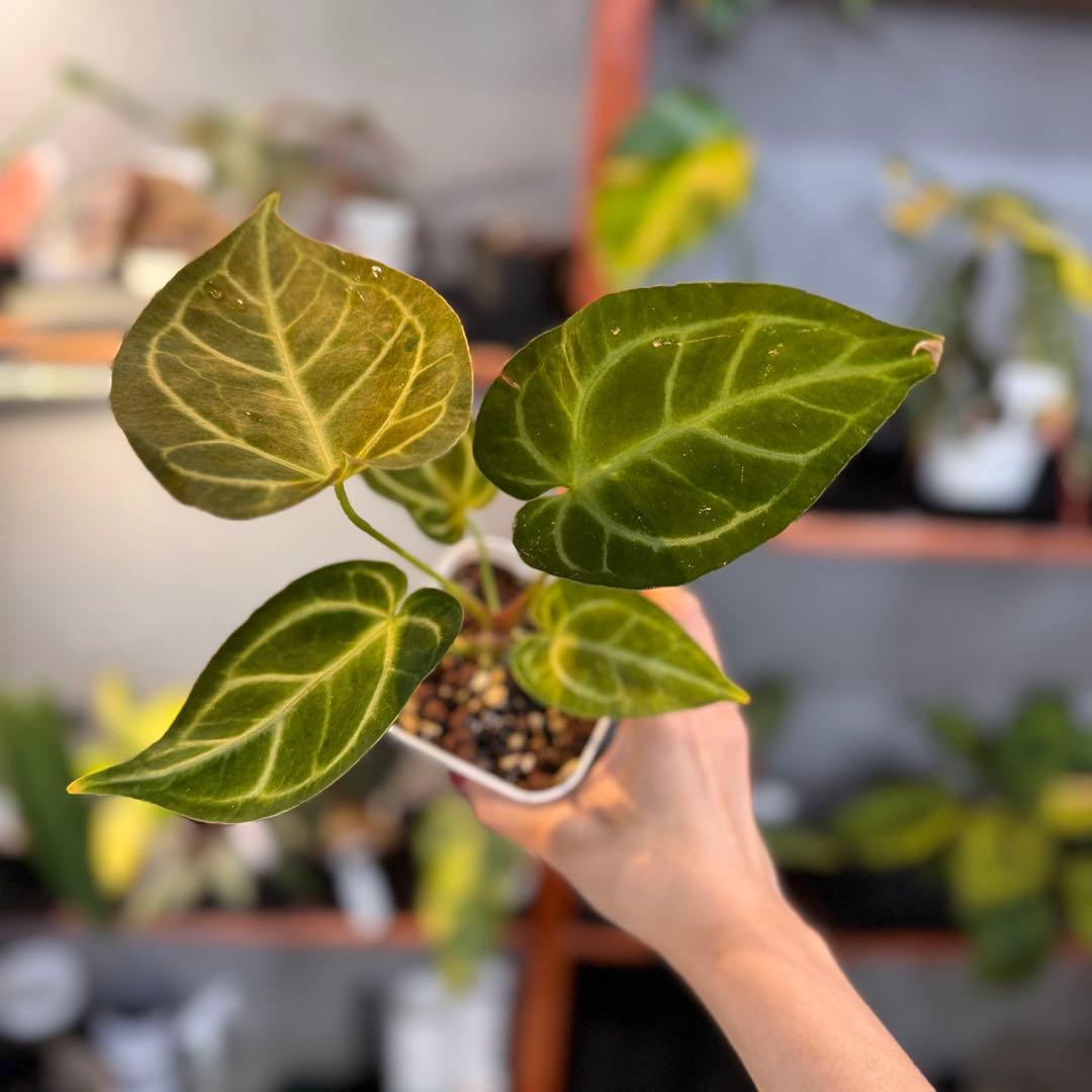 65 アンスリウム　クリスタリナム　ハイブリッド　斑入り　激レア抹茶斑　ミント斑