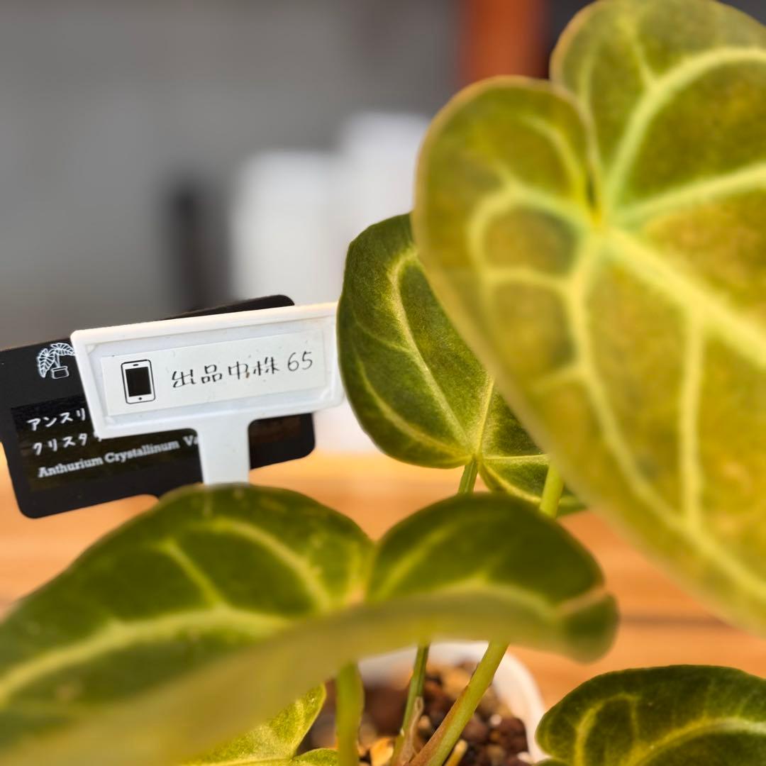 65 アンスリウム　クリスタリナム　ハイブリッド　斑入り　激レア抹茶斑　ミント斑
