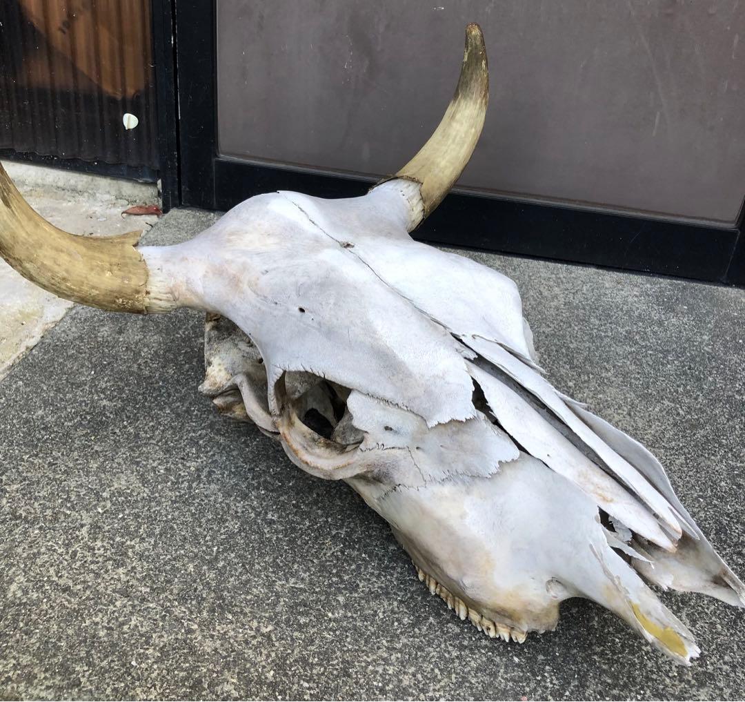 激レア　実物　バッファロースカルヘッド頭蓋骨