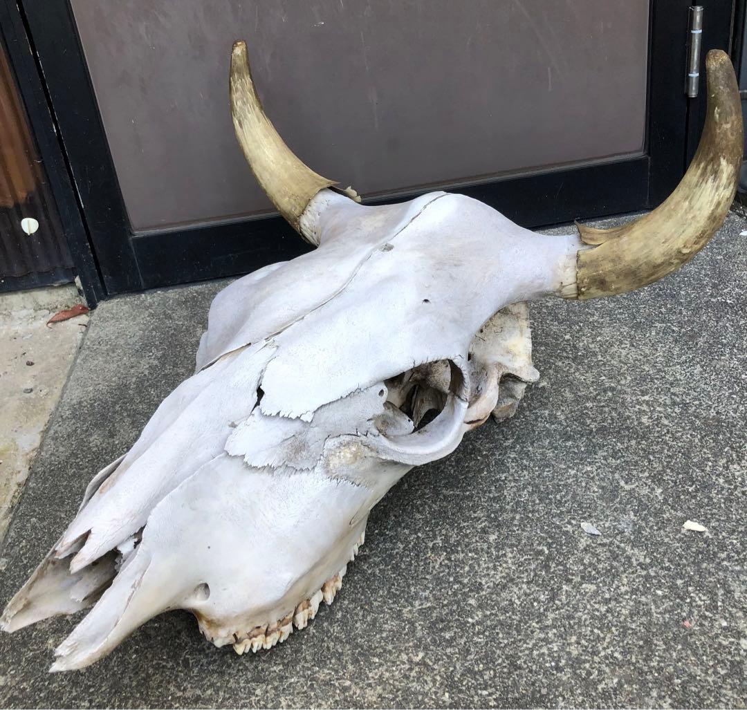 激レア　実物　バッファロースカルヘッド頭蓋骨