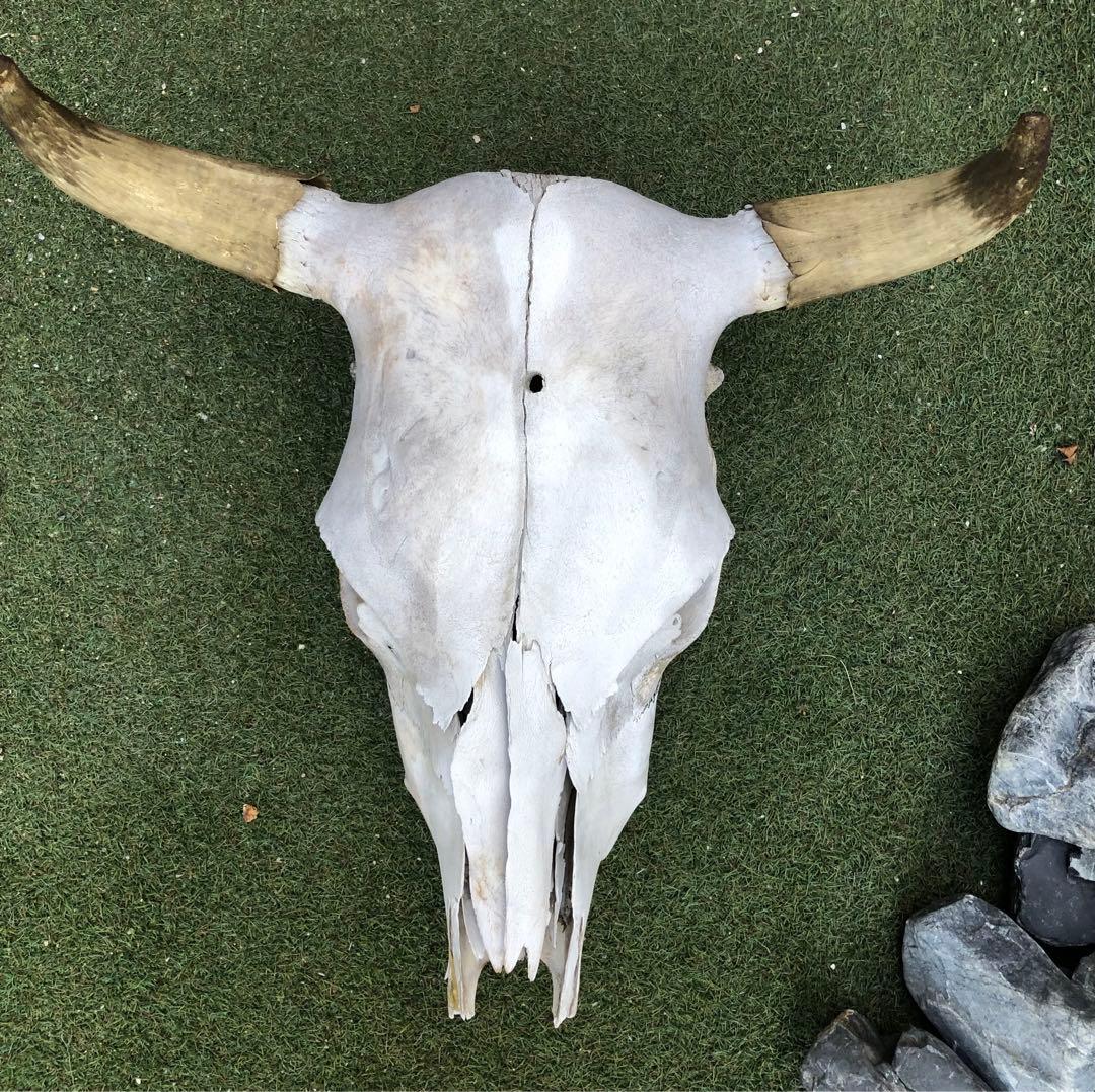 激レア　実物　バッファロースカルヘッド頭蓋骨