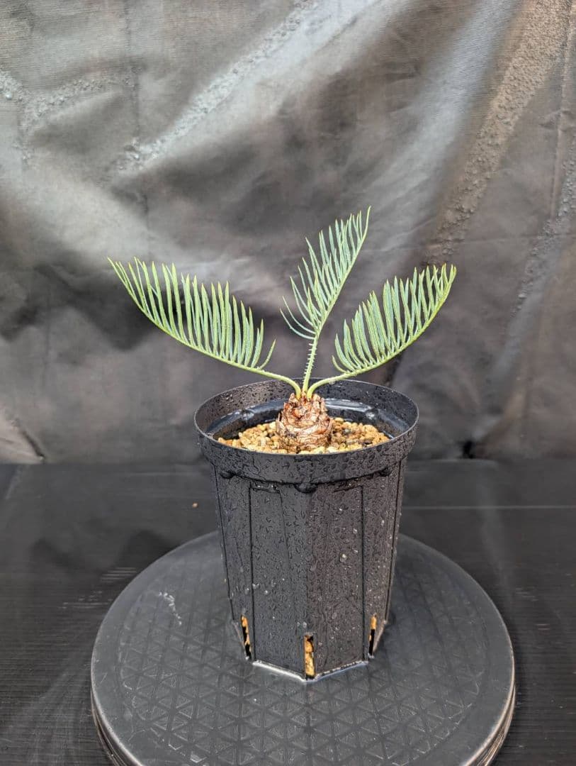 決算創業祭 お買い得 サイカスカイルンシアナ ドワーフ 過去最安