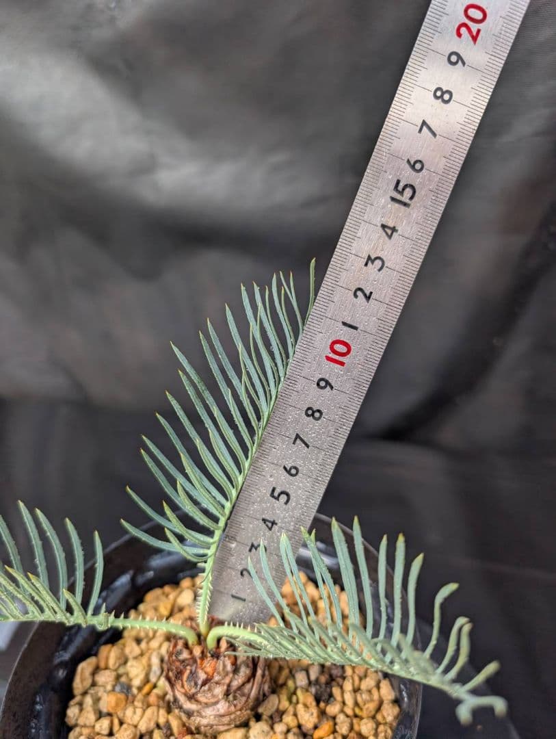 決算創業祭 お買い得 サイカスカイルンシアナ ドワーフ 過去最安