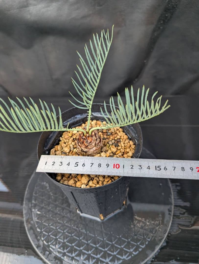 決算創業祭 お買い得 サイカスカイルンシアナ ドワーフ 過去最安