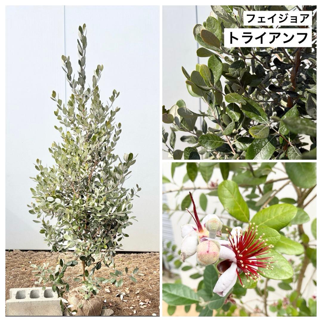 フェイジョア　トライアンフ/85