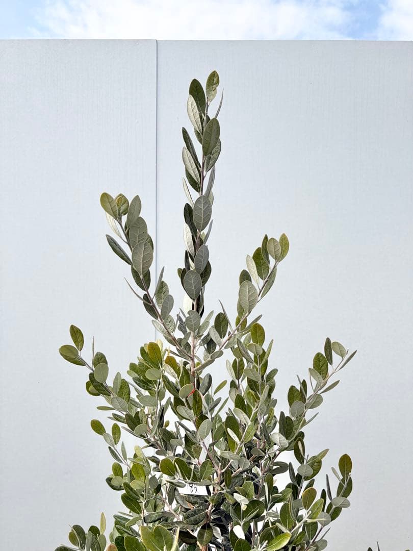 フェイジョア　トライアンフ/85