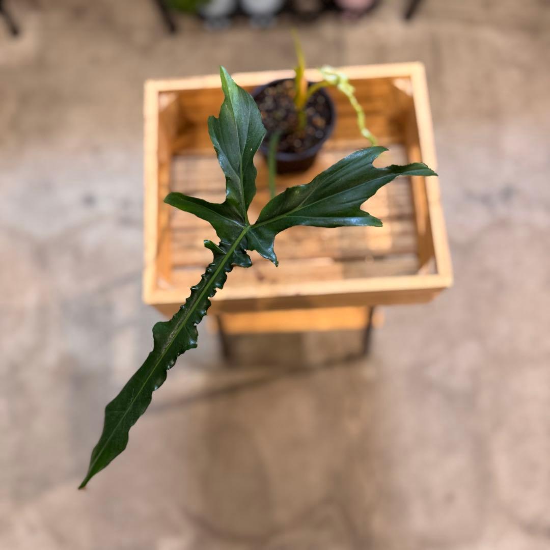 81 フィロデンドロン　ベルアイル　激レア品種　新芽展開中