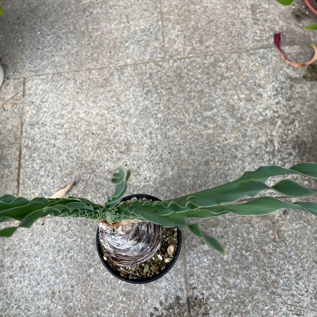 カ*ン様 ブーファン ディスティチャ