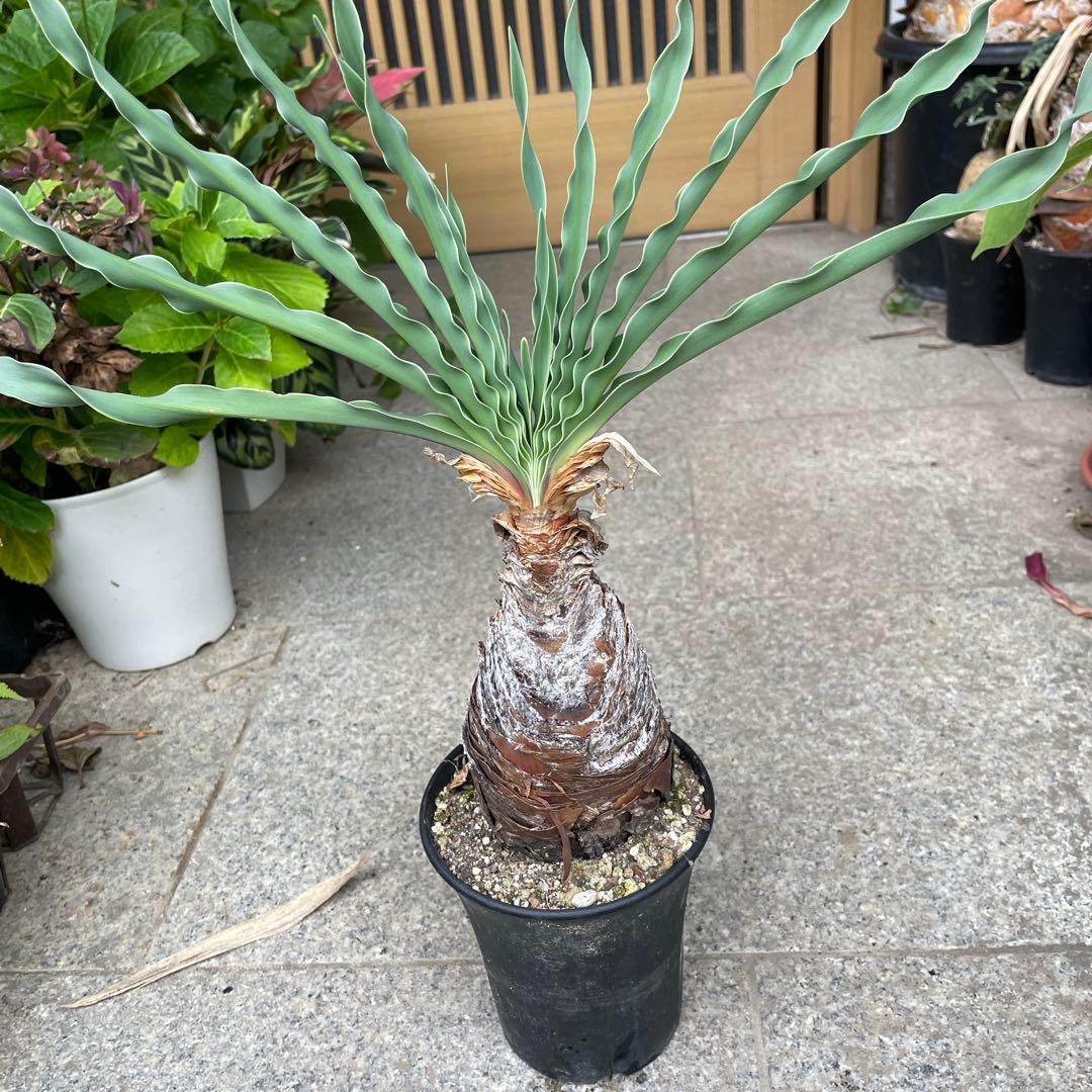 カ*ン様 ブーファン ディスティチャ