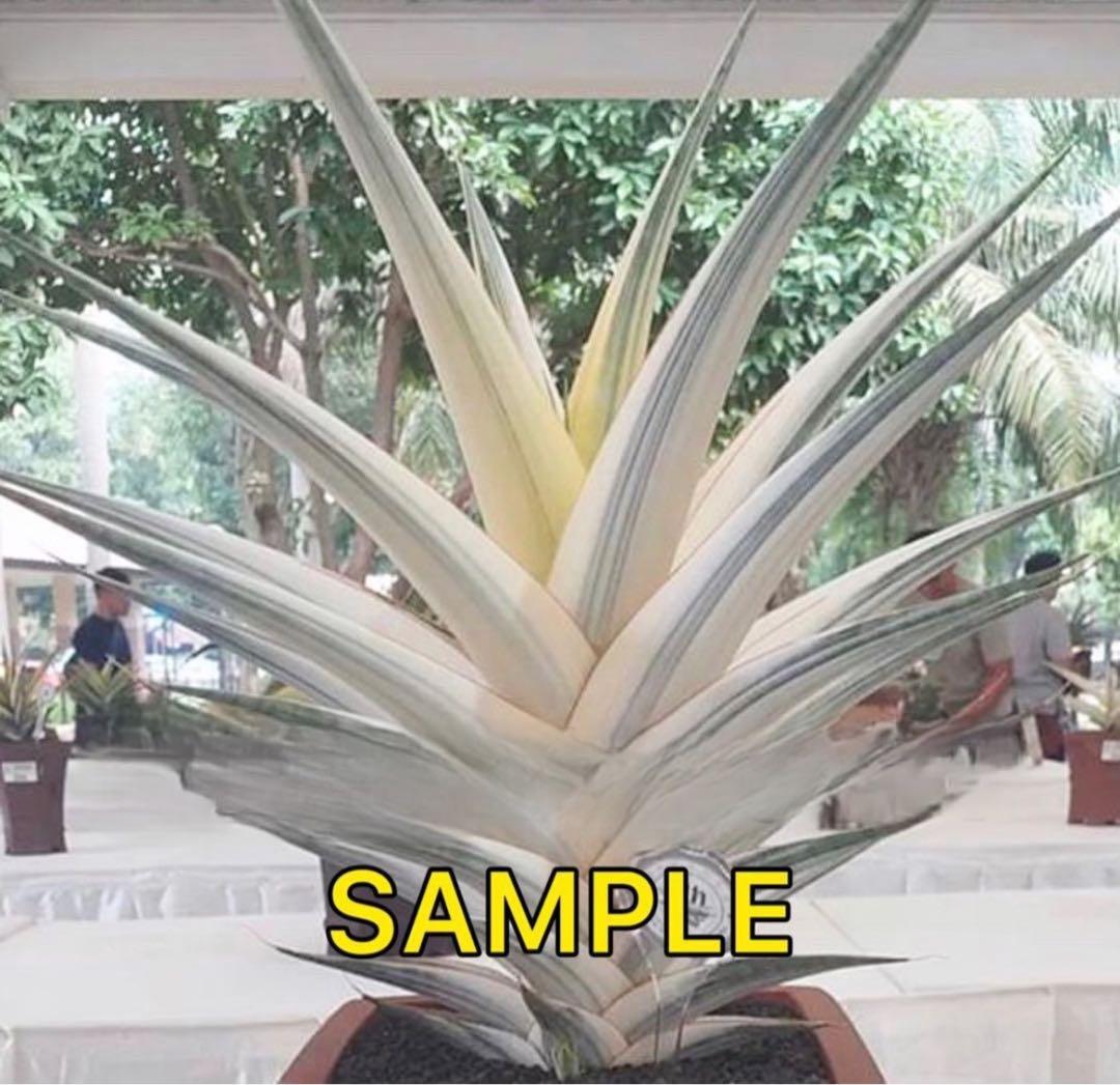 け*照様 S9770★オークション販売★ サンスベリア スノーホワイト 超希少極