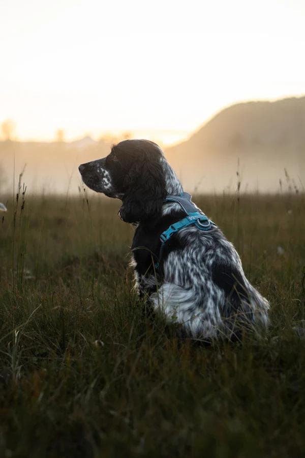 Non-stop dogwear ノンストップドッグウェア ラインハーネス