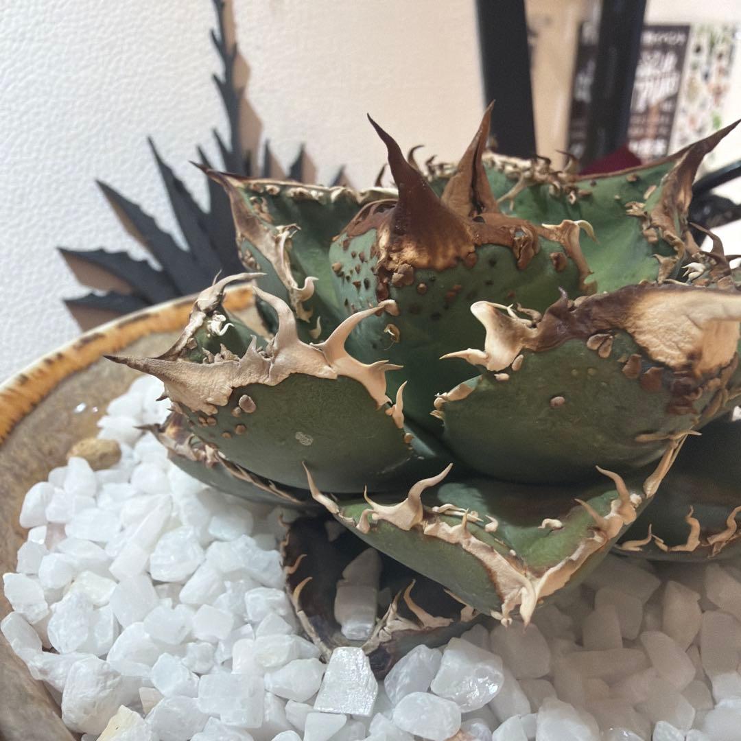 アガベ 麻花