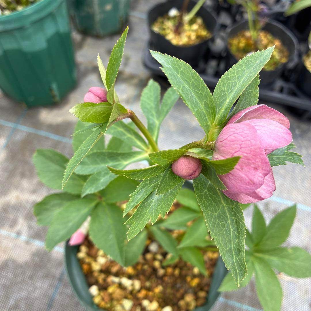 クリスマスローズ　加藤農園　小輪　多弁　6寸