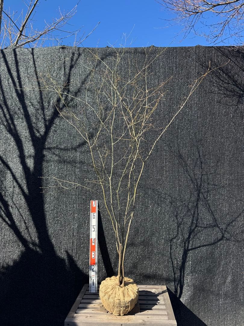 山採り　ヤマモミジ　株立ち　美幹　自然樹形　【品番3534】