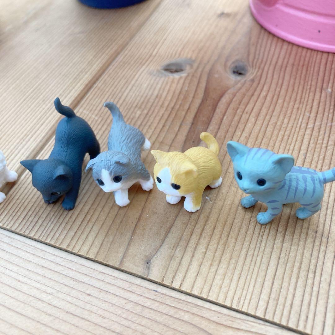 多肉植物　寄せ植え