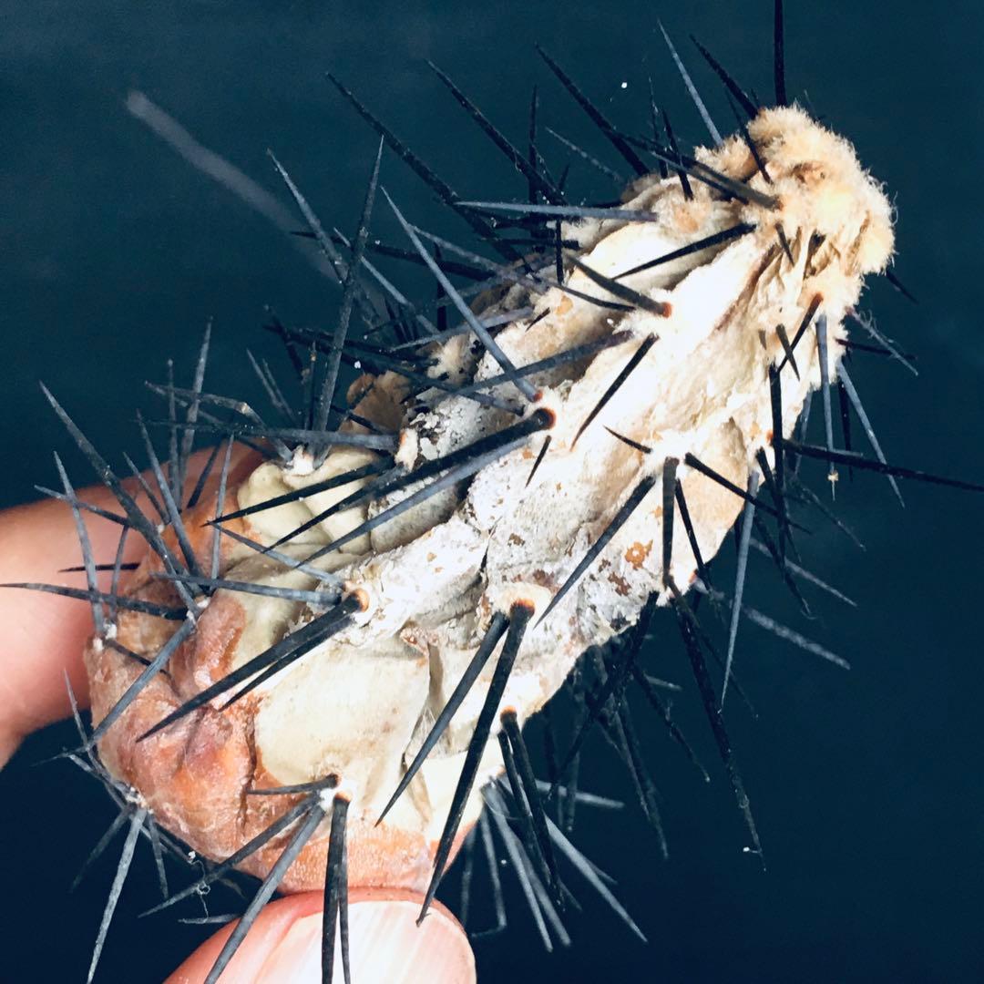 向山黒王丸 ドライカクタス サボテン コピアポア シネレア 黒王丸 白肌