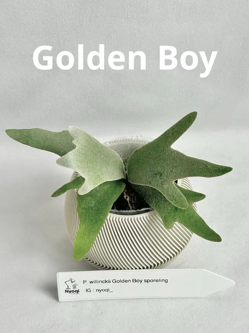 【メルカリ便】P. wilinckii Golden Boy spore【5】