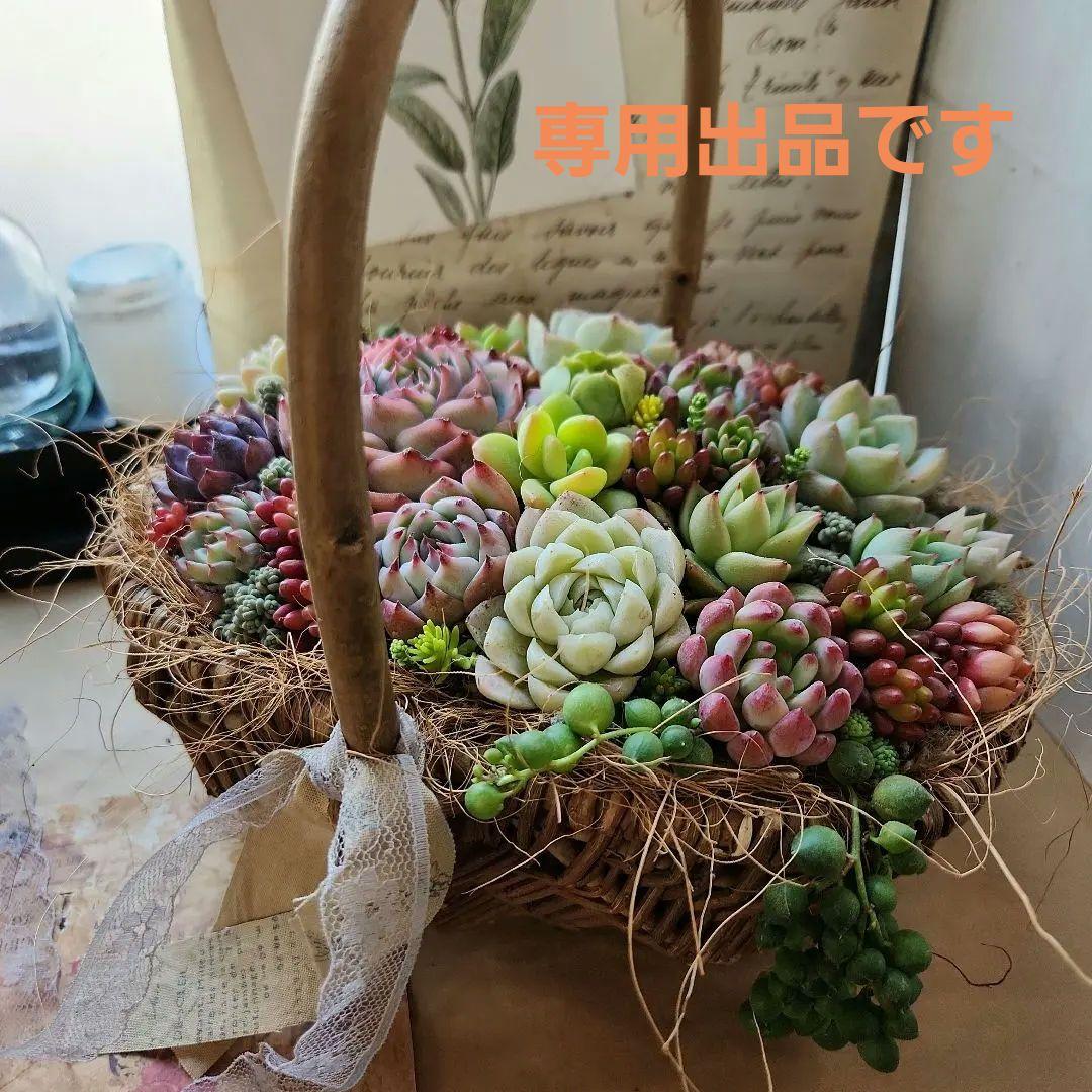 多肉植物寄せ植え　そのまま飾れる　バスケット♡