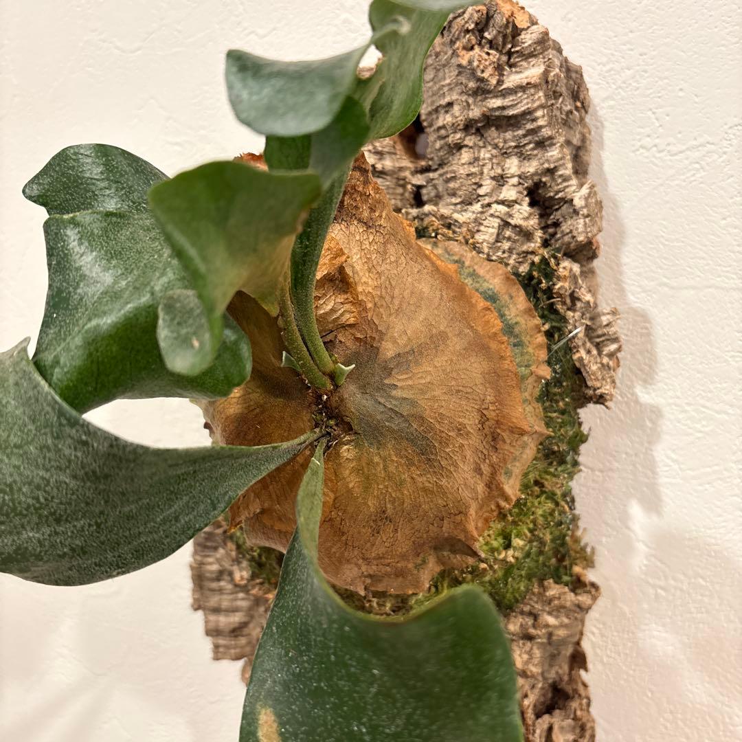 ビカクシダ　ヒリー　風神