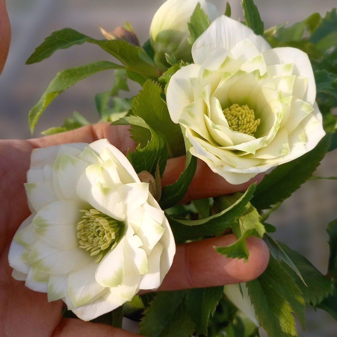 溢れるつぼみ！ボリュームあり！グリーンリップクリスマスローズ、大苗、開花株