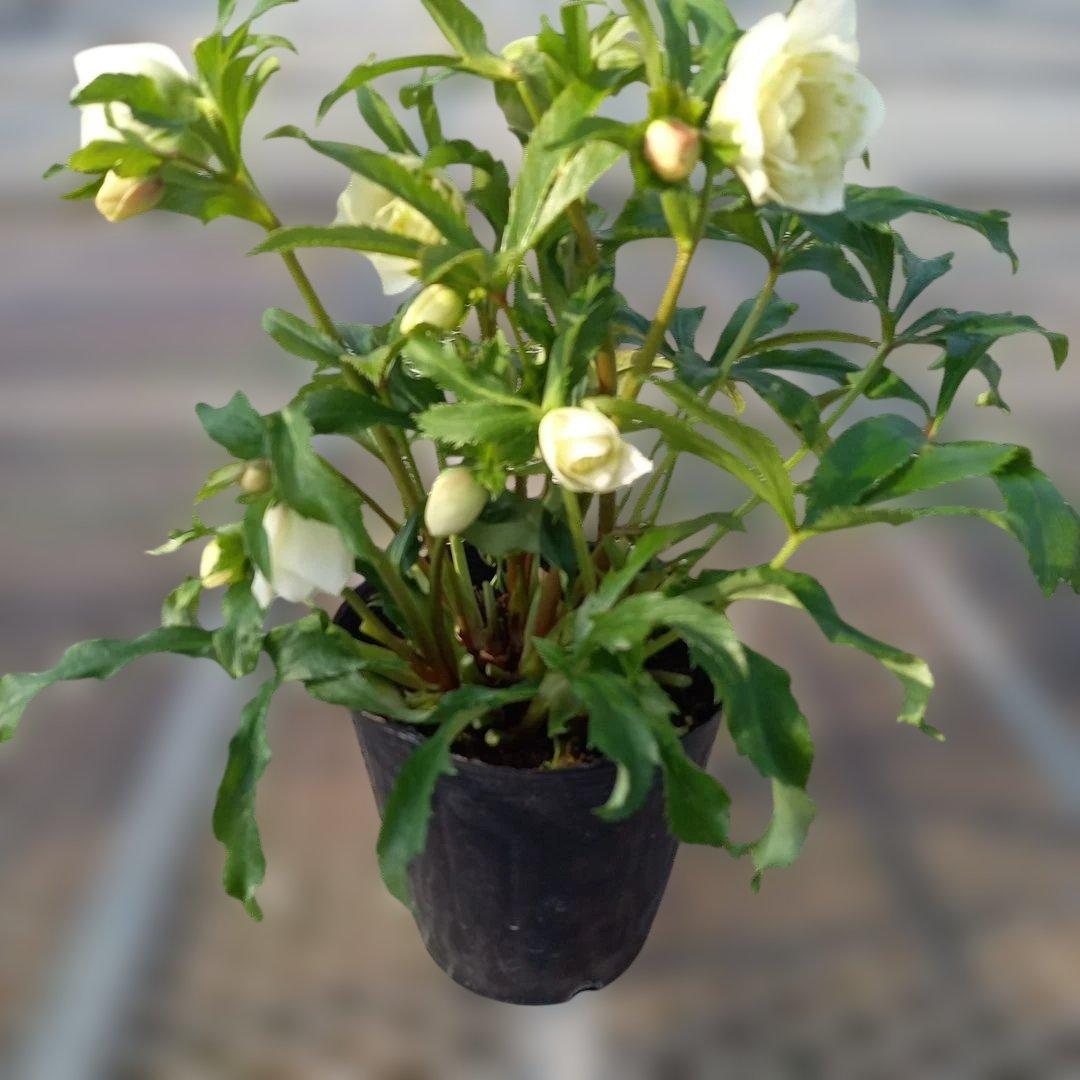 溢れるつぼみ！ボリュームあり！グリーンリップクリスマスローズ、大苗、開花株