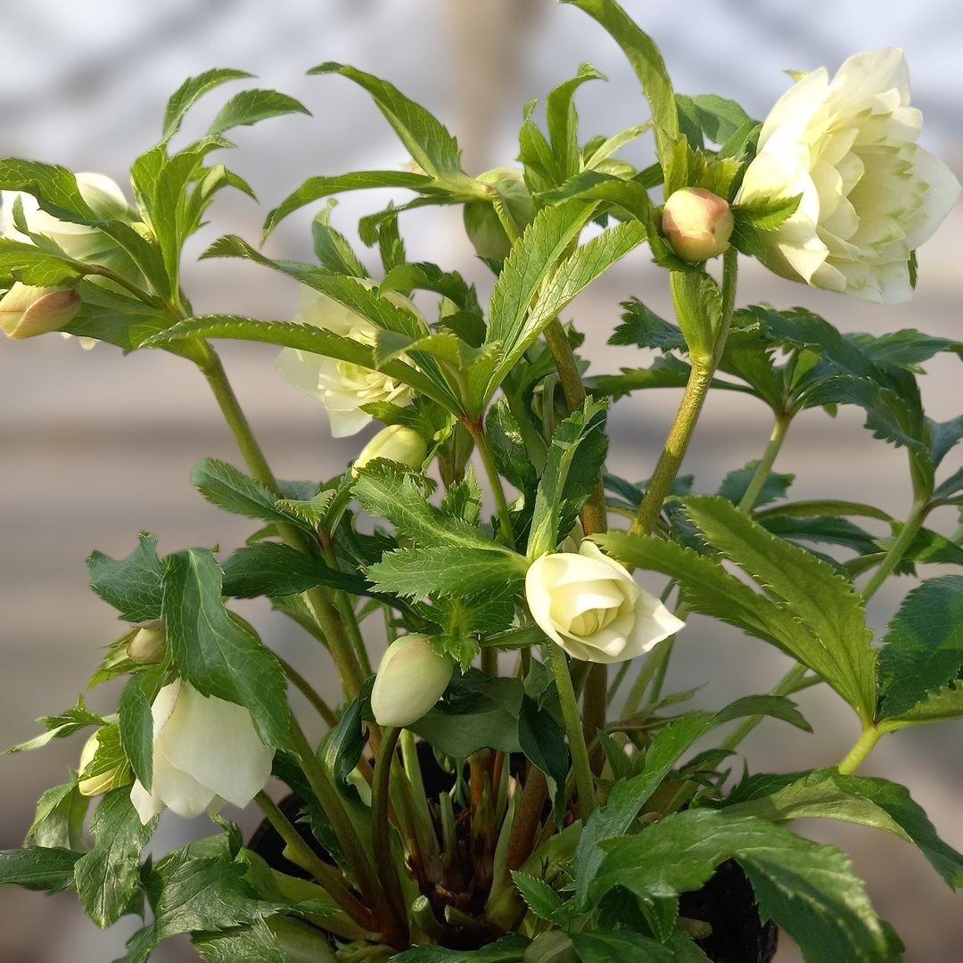 溢れるつぼみ！ボリュームあり！グリーンリップクリスマスローズ、大苗、開花株