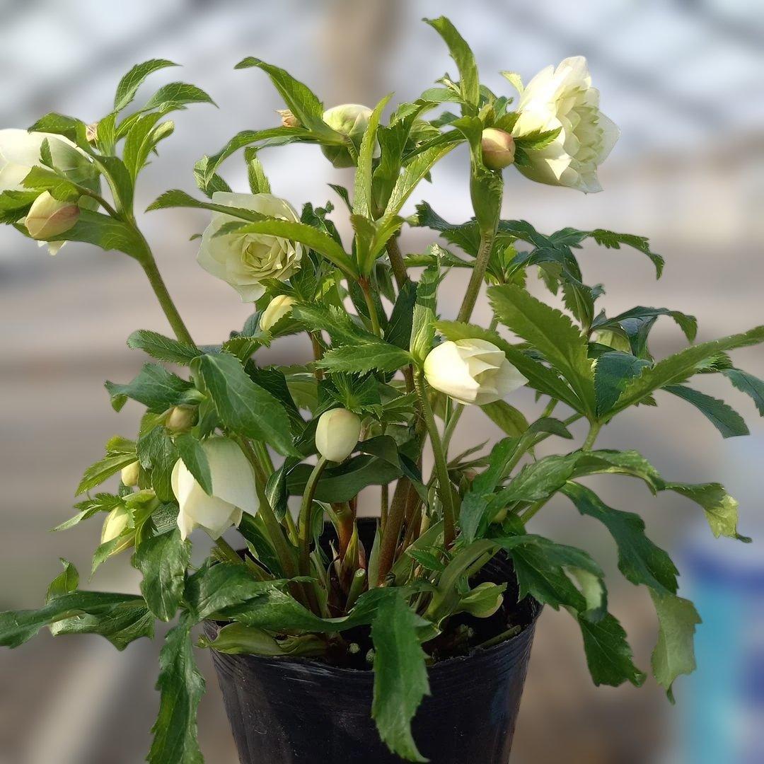 溢れるつぼみ！ボリュームあり！グリーンリップクリスマスローズ、大苗、開花株