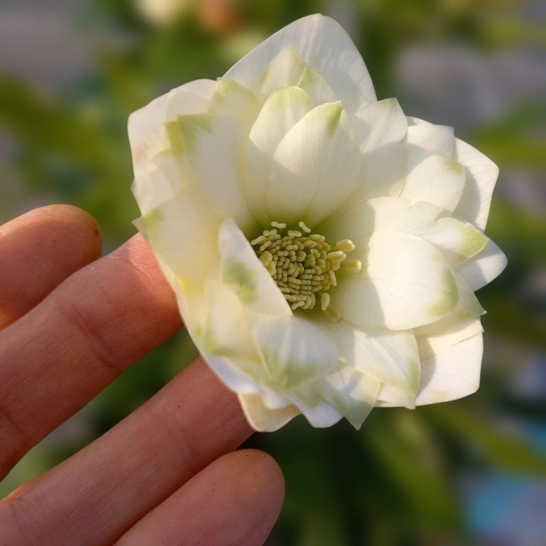 溢れるつぼみ！ボリュームあり！グリーンリップクリスマスローズ、大苗、開花株