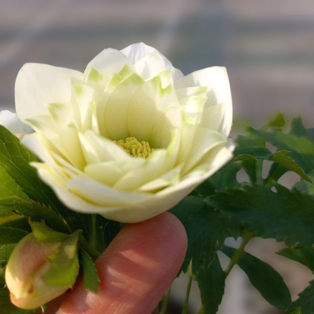 溢れるつぼみ！ボリュームあり！グリーンリップクリスマスローズ、大苗、開花株