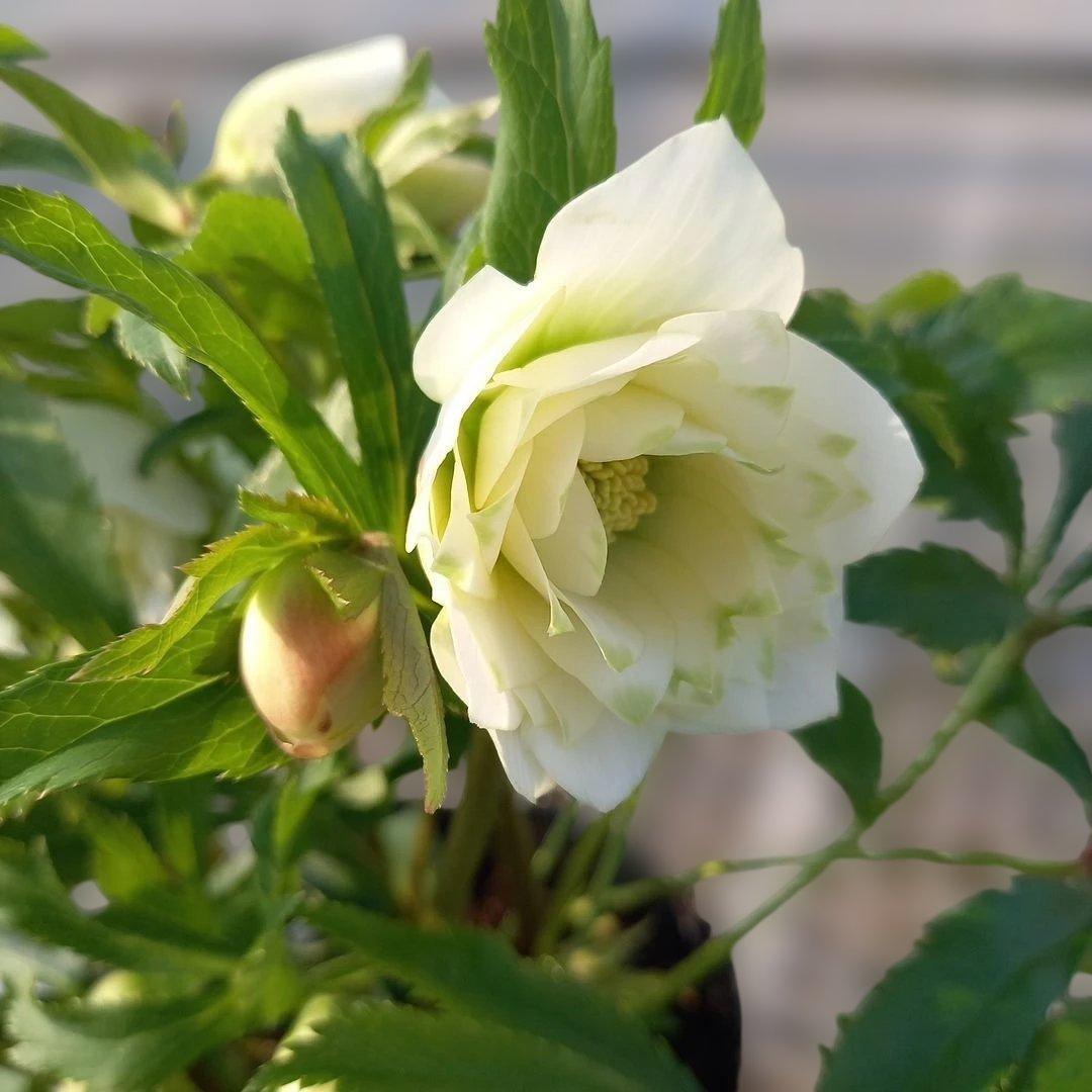 溢れるつぼみ！ボリュームあり！グリーンリップクリスマスローズ、大苗、開花株